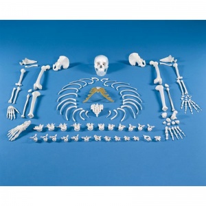Disarticulated Model Skeleton